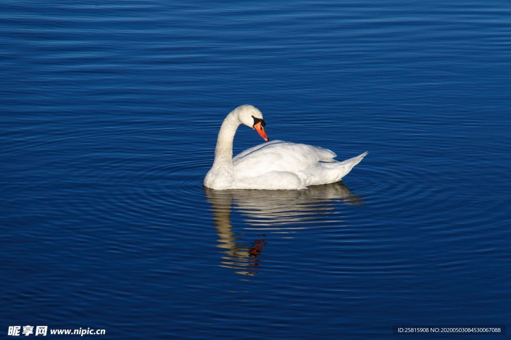 白天鹅空山鸟语图片
