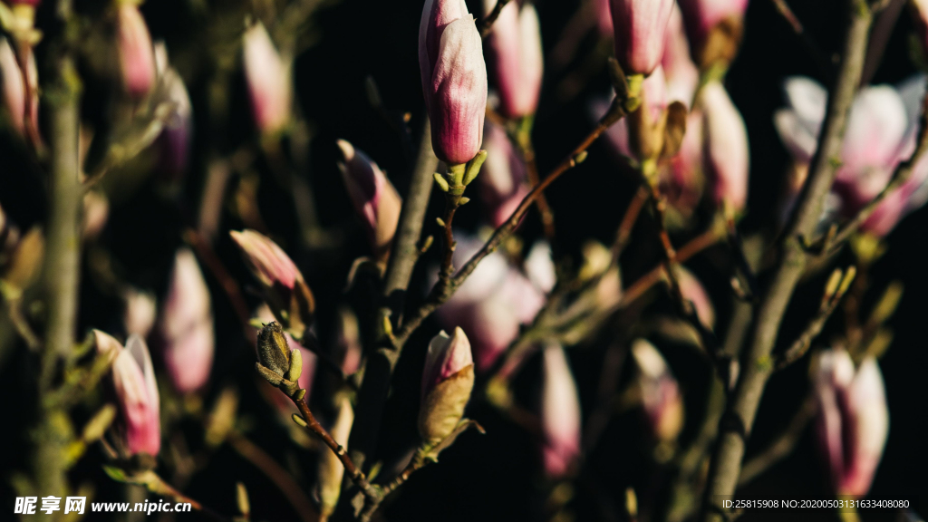 玉兰花美丽图片