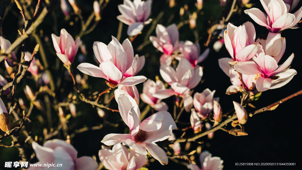 玉兰花美丽图片