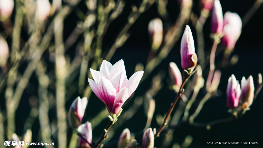 玉兰花美丽图片
