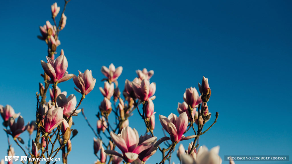 玉兰花美丽图片