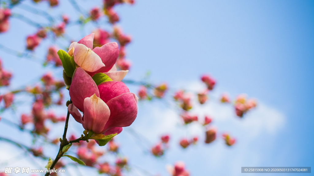 玉兰花美丽图片