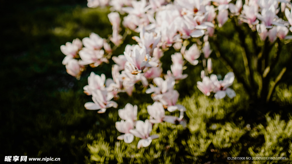 玉兰花美丽图片