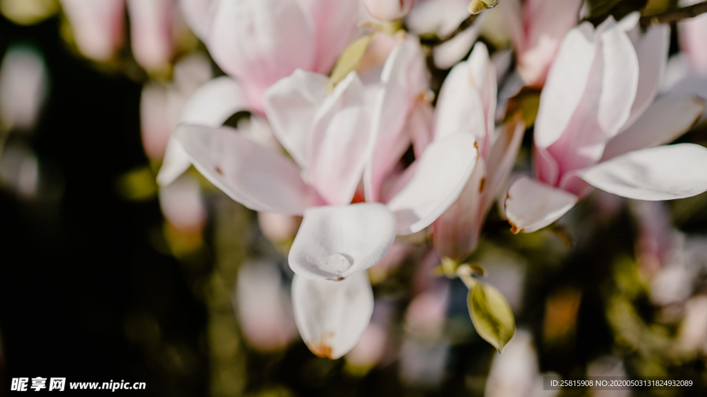 玉兰花美丽图片