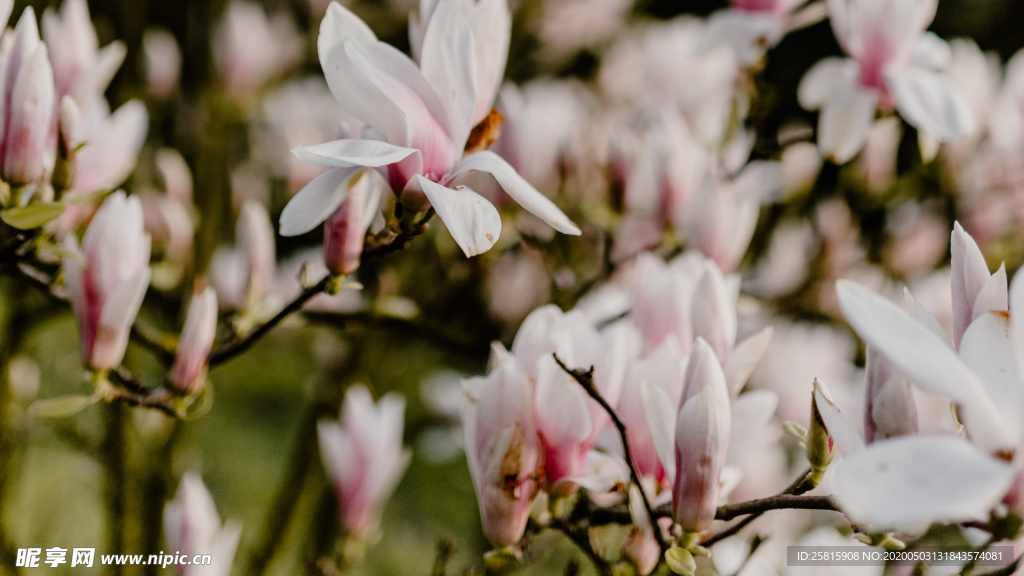 玉兰花美丽图片
