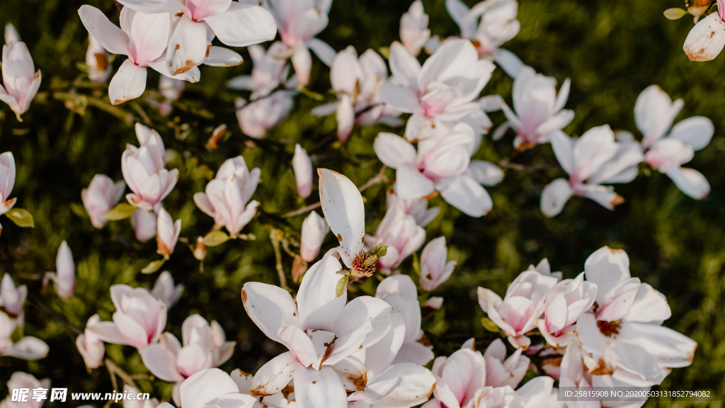 玉兰花美丽图片