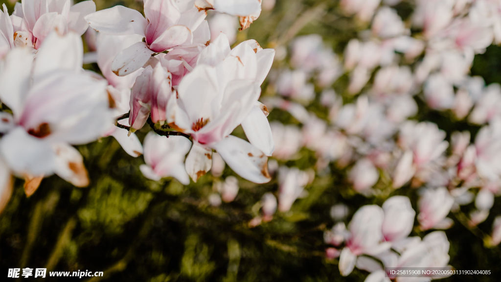 玉兰花美丽图片