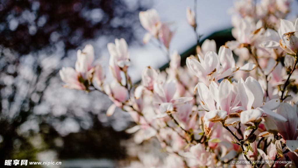 玉兰花美丽图片