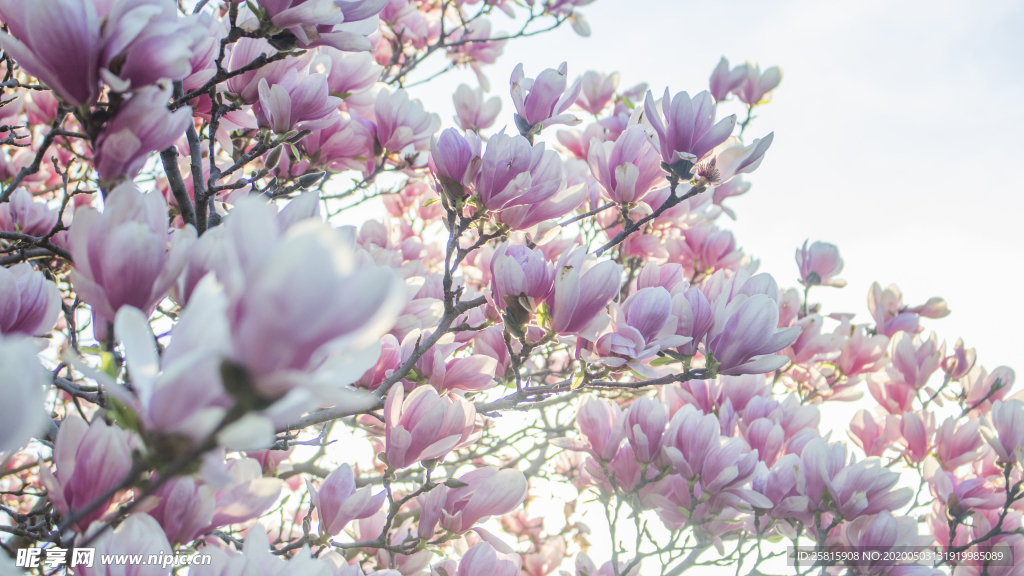 玉兰花美丽图片