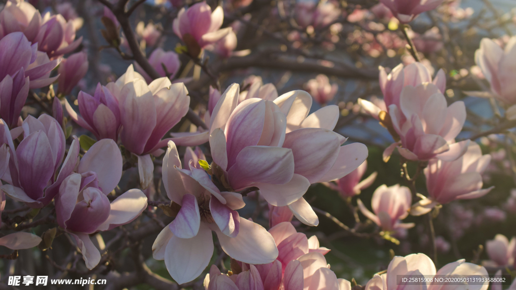 玉兰花美丽图片