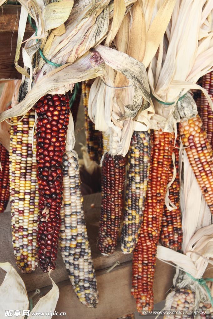 玉米五谷杂粮图片