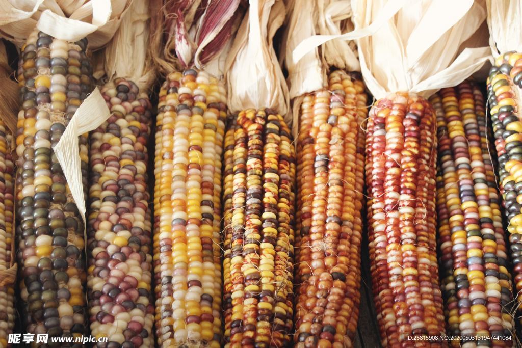玉米五谷杂粮图片