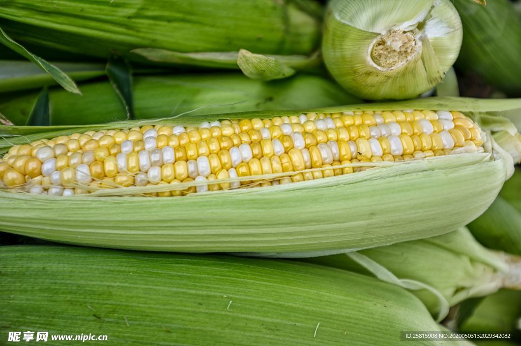 玉米五谷杂粮图片
