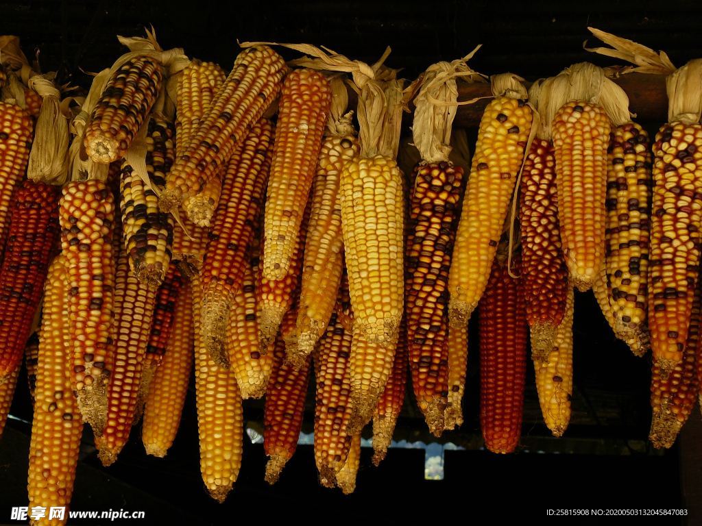 玉米五谷杂粮图片