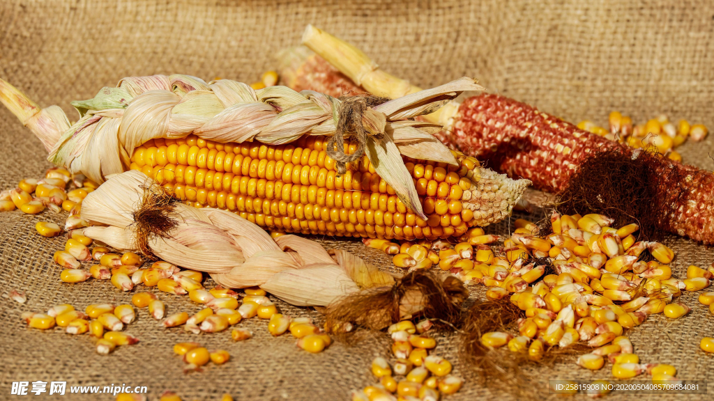 玉米五谷杂粮图片