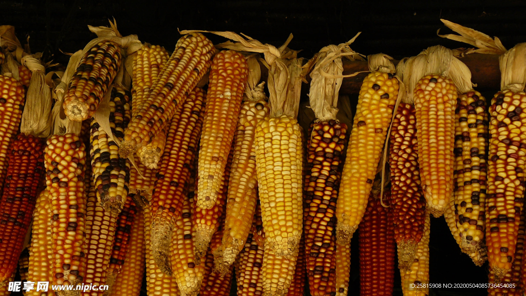 玉米五谷杂粮图片