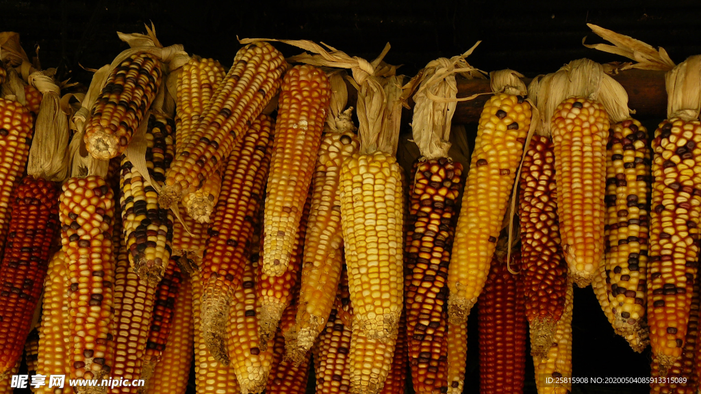 玉米五谷杂粮图片