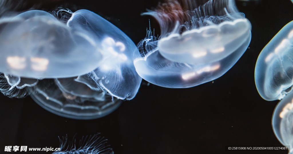 水母海蜇唯美梦幻图片