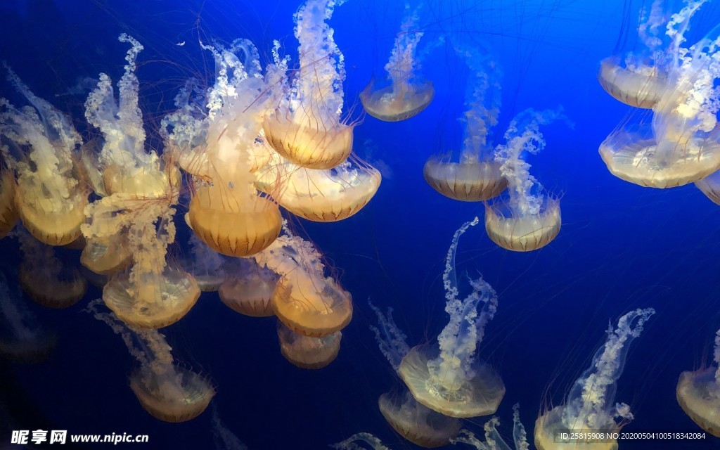 水母海蜇唯美梦幻图片