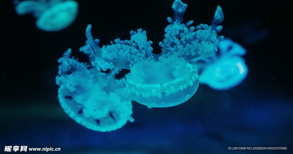 水母海蜇唯美梦幻图片