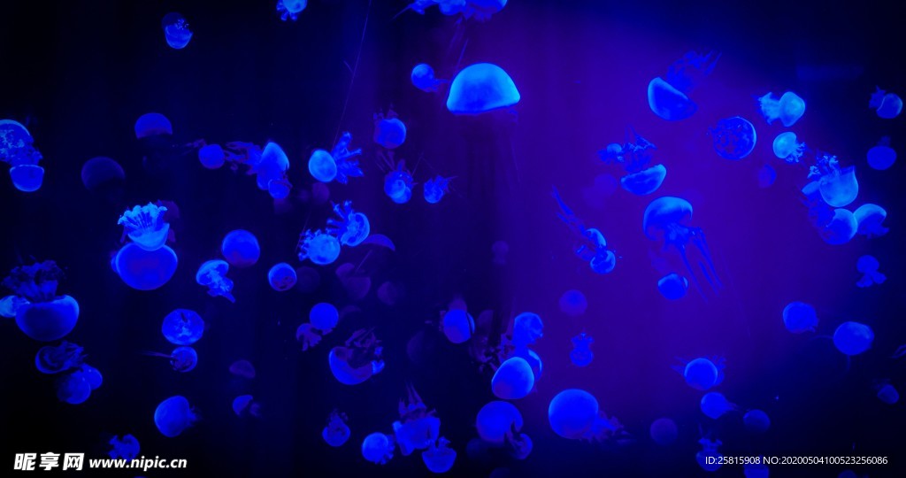 水母海蜇唯美梦幻图片