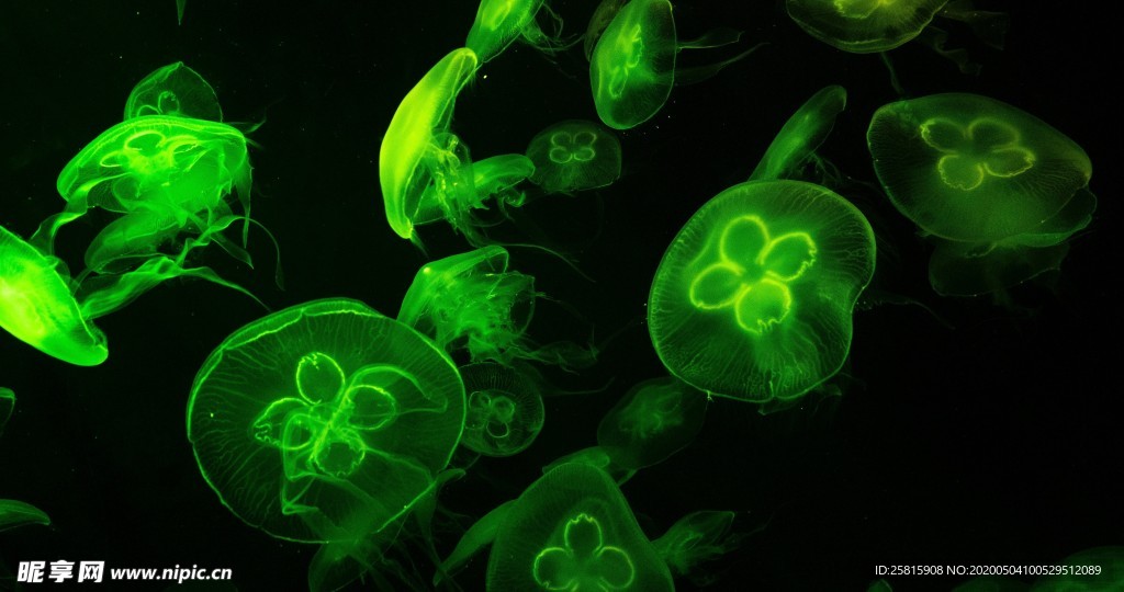 水母海蜇唯美梦幻图片