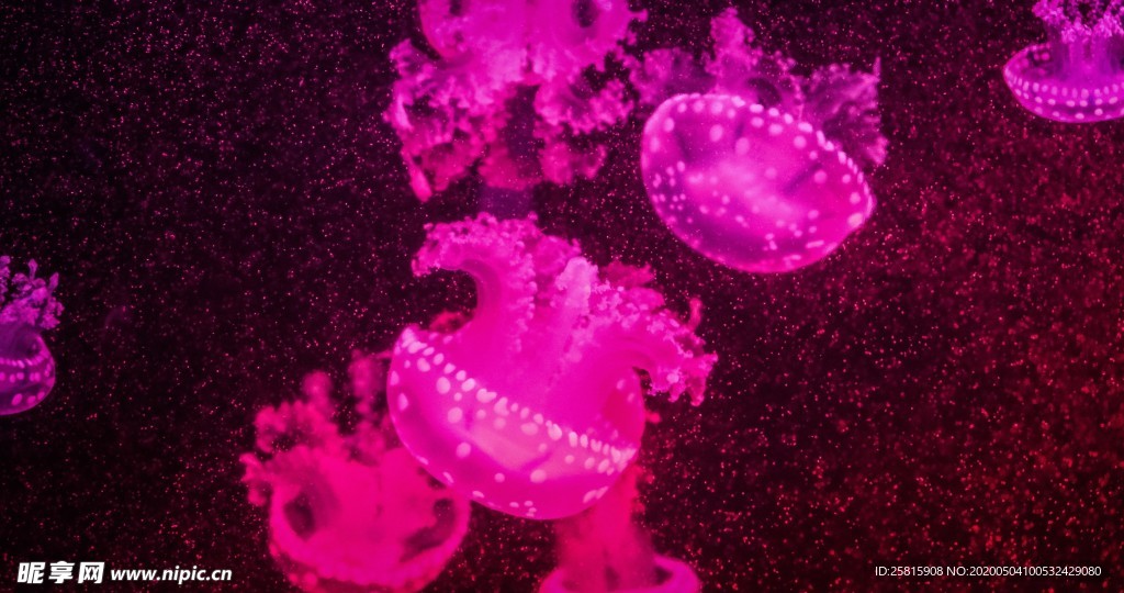 水母海蜇唯美梦幻图片