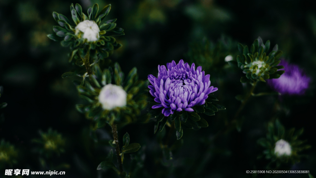 菊花清新图片