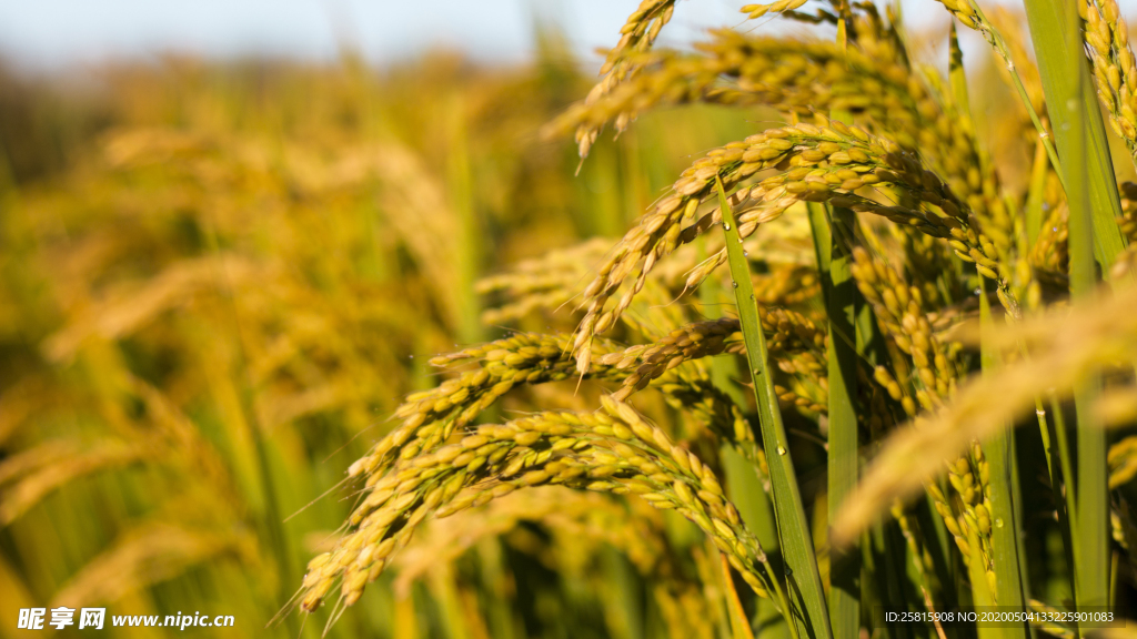 稻穗稻谷稻子丰收图片