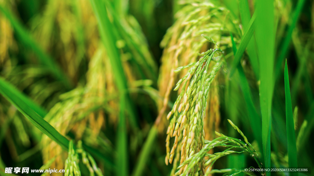 稻穗稻谷稻子丰收图片