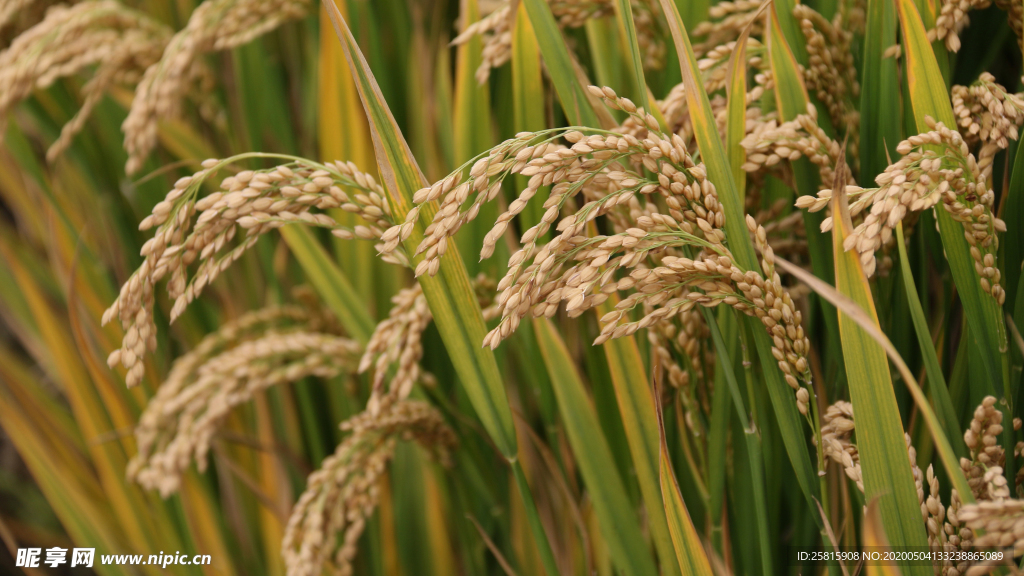 稻穗稻谷稻子丰收图片