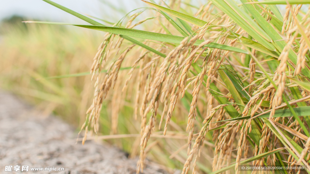 稻穗稻谷稻子丰收图片