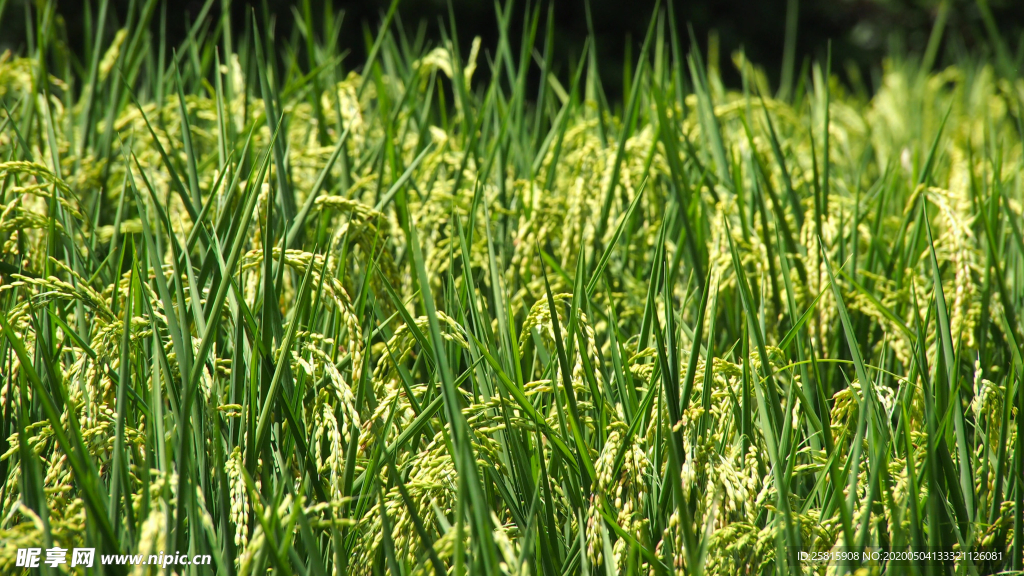 稻穗稻谷稻子丰收图片