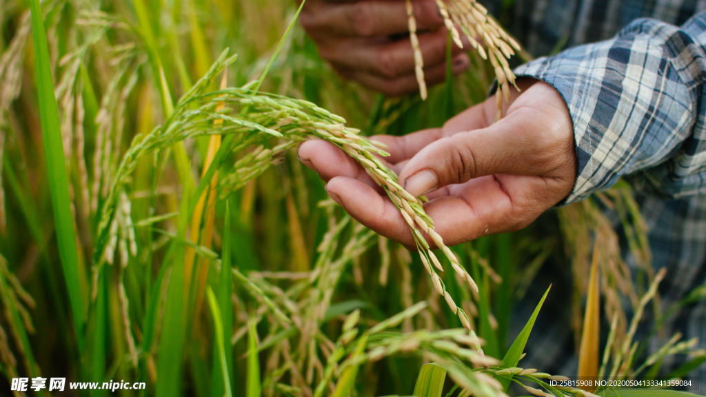 稻穗稻谷稻子丰收图片