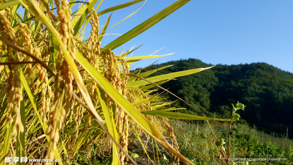稻穗稻谷稻子丰收图片