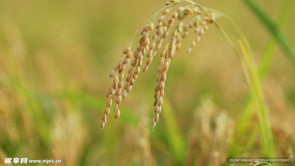 稻穗稻谷稻子丰收图片