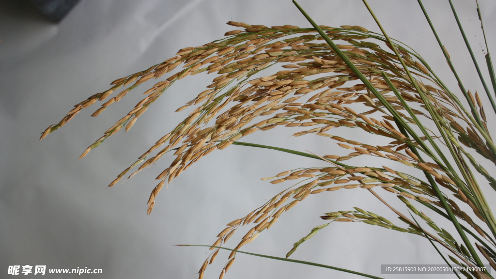稻穗稻谷稻子丰收图片
