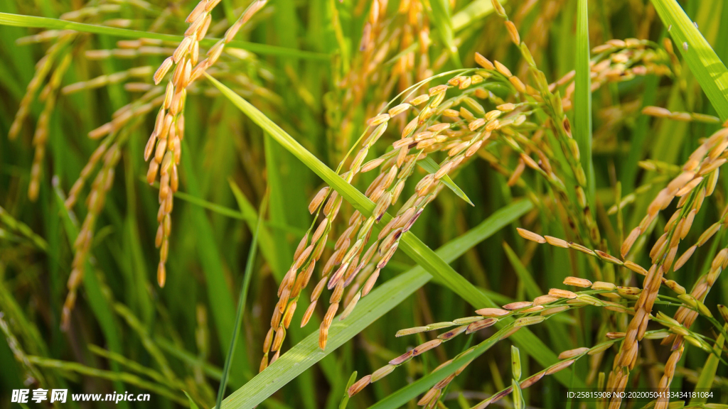 稻穗稻谷稻子丰收图片