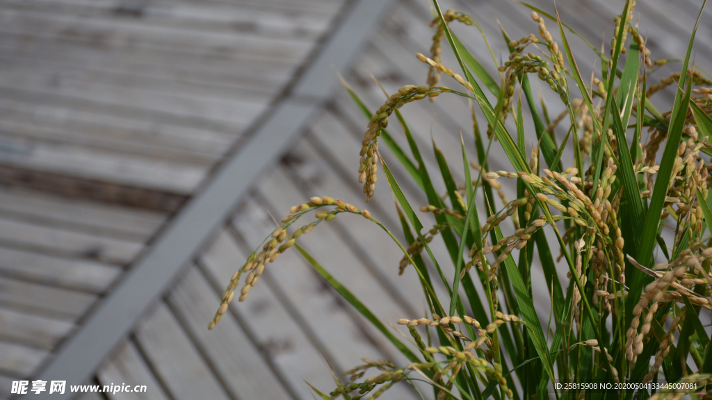 稻穗稻谷稻子丰收图片