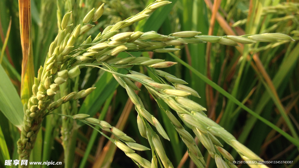 稻穗稻谷稻子丰收图片