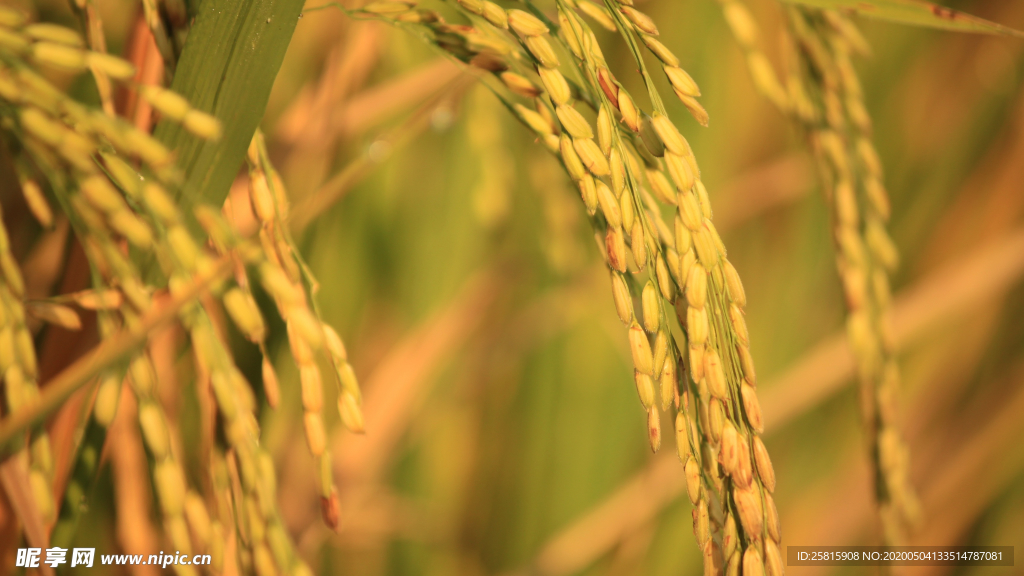 稻穗稻谷稻子丰收图片
