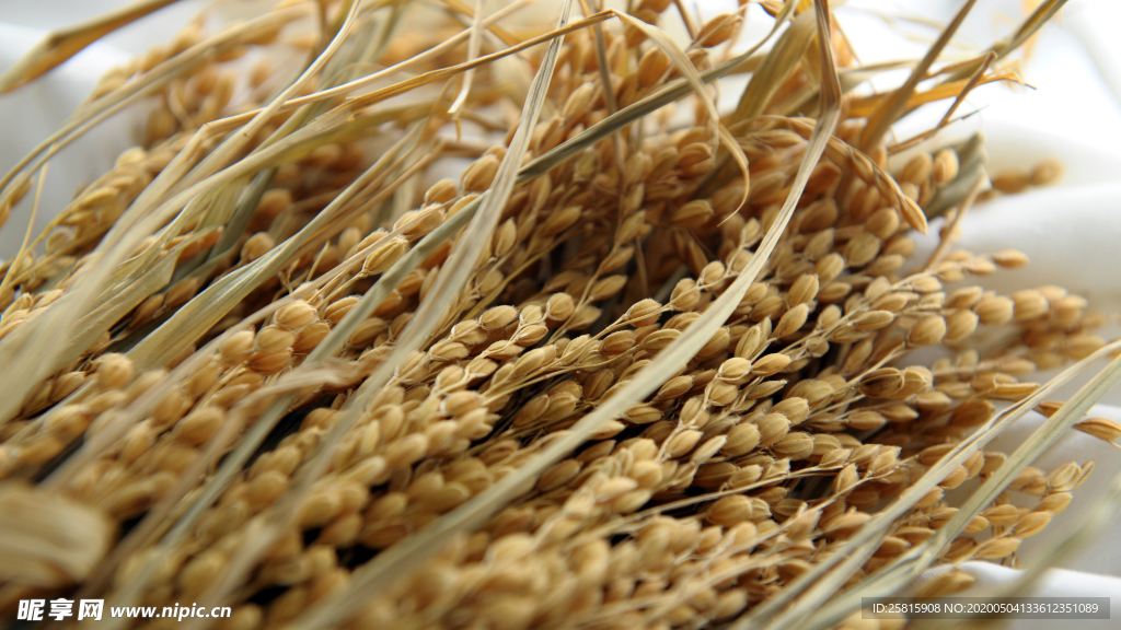 稻穗稻谷稻子丰收图片