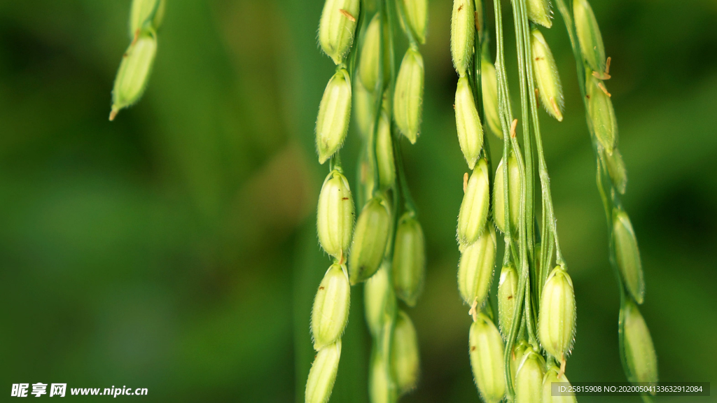 稻穗稻谷稻子丰收图片