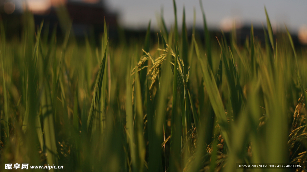 稻穗稻谷稻子丰收图片