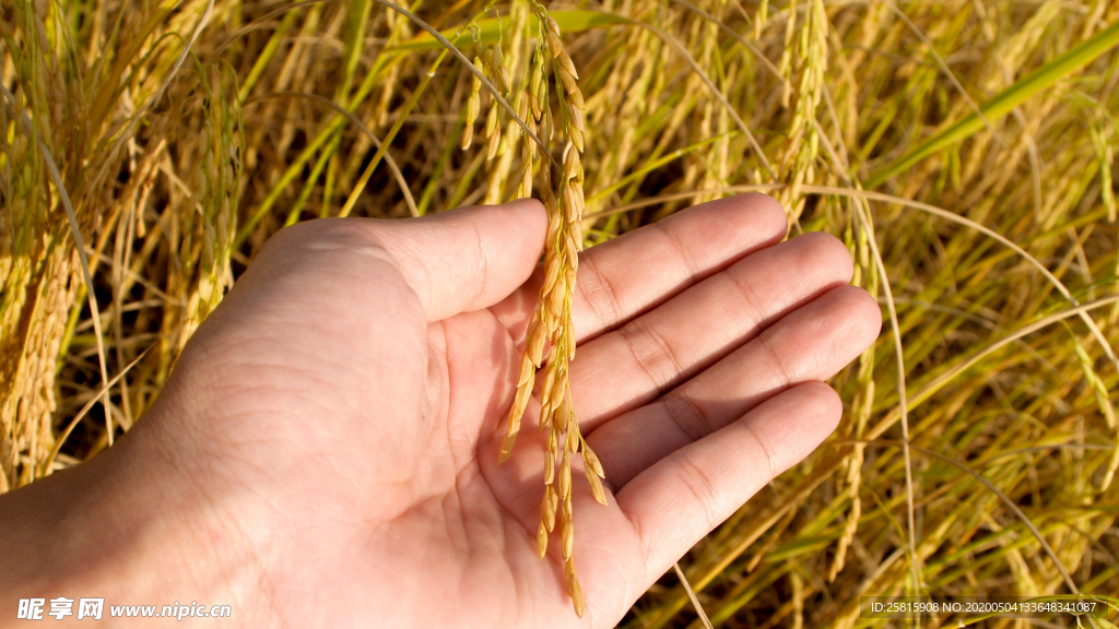 稻穗稻谷稻子丰收图片