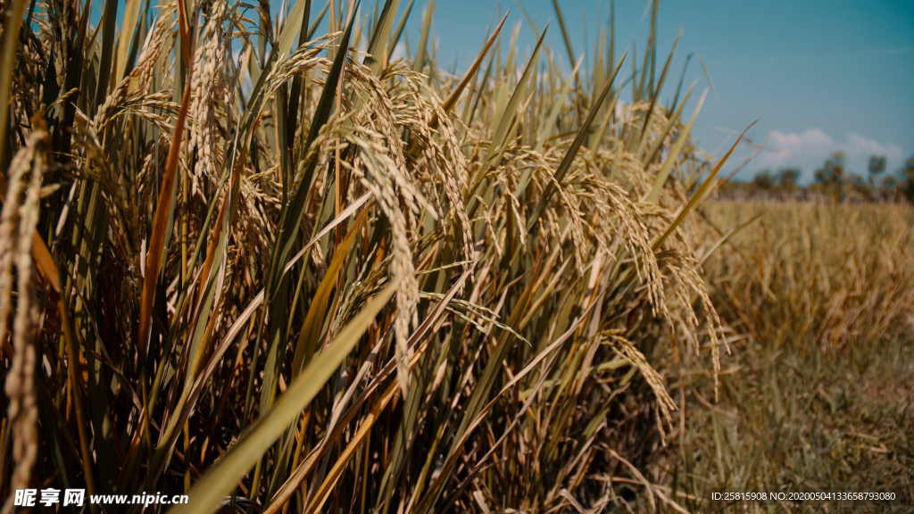 稻穗稻谷稻子丰收图片