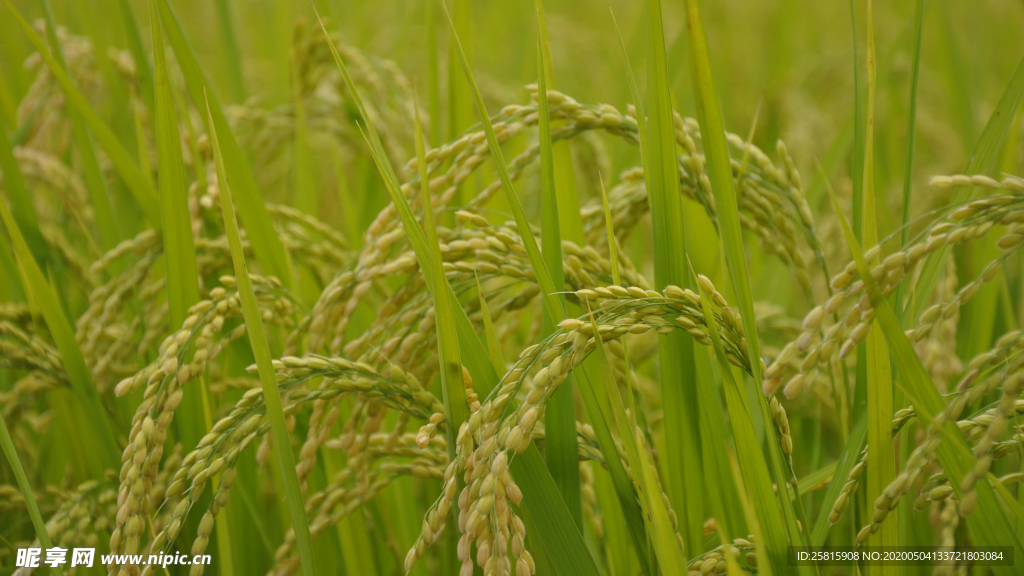 稻穗稻谷稻子丰收图片