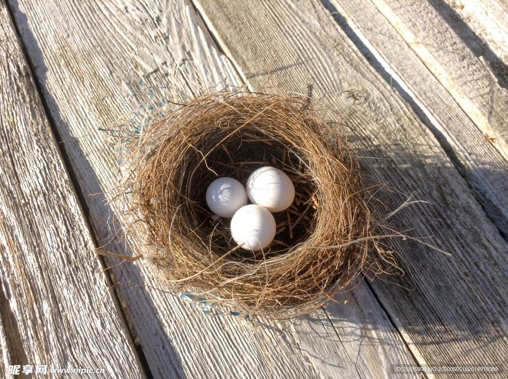 鸟巢鸟窝鸟蛋图片