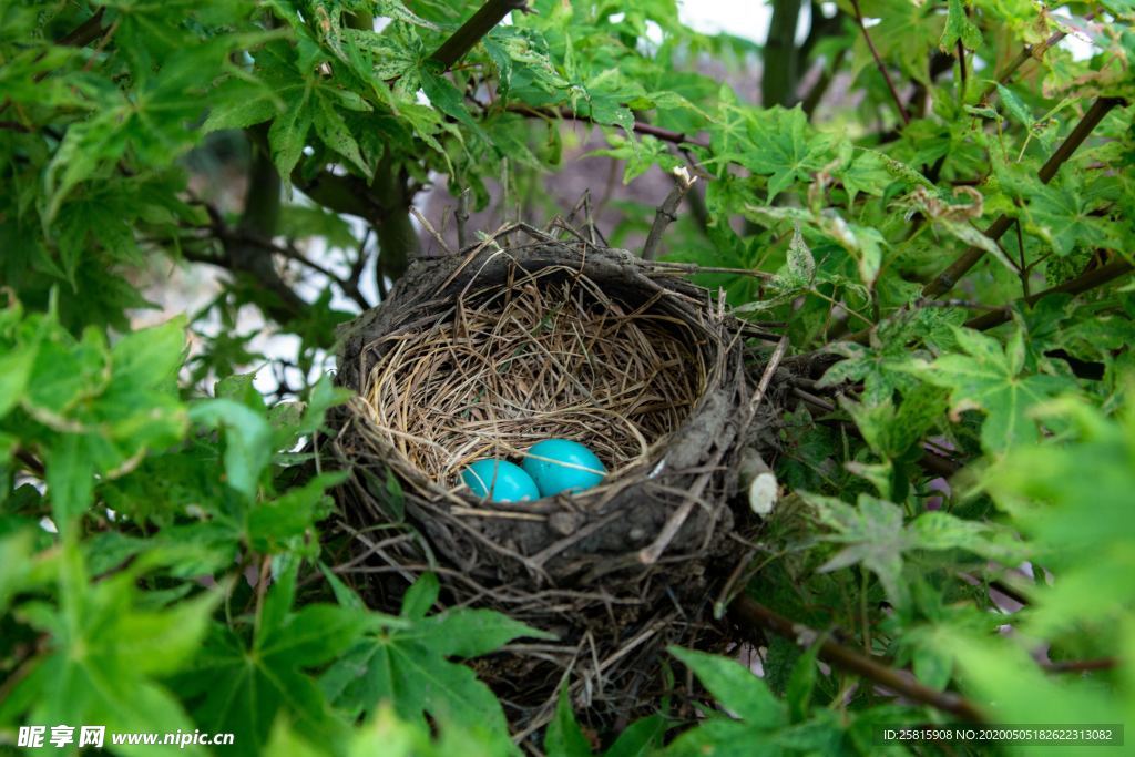 鸟巢鸟窝鸟蛋图片