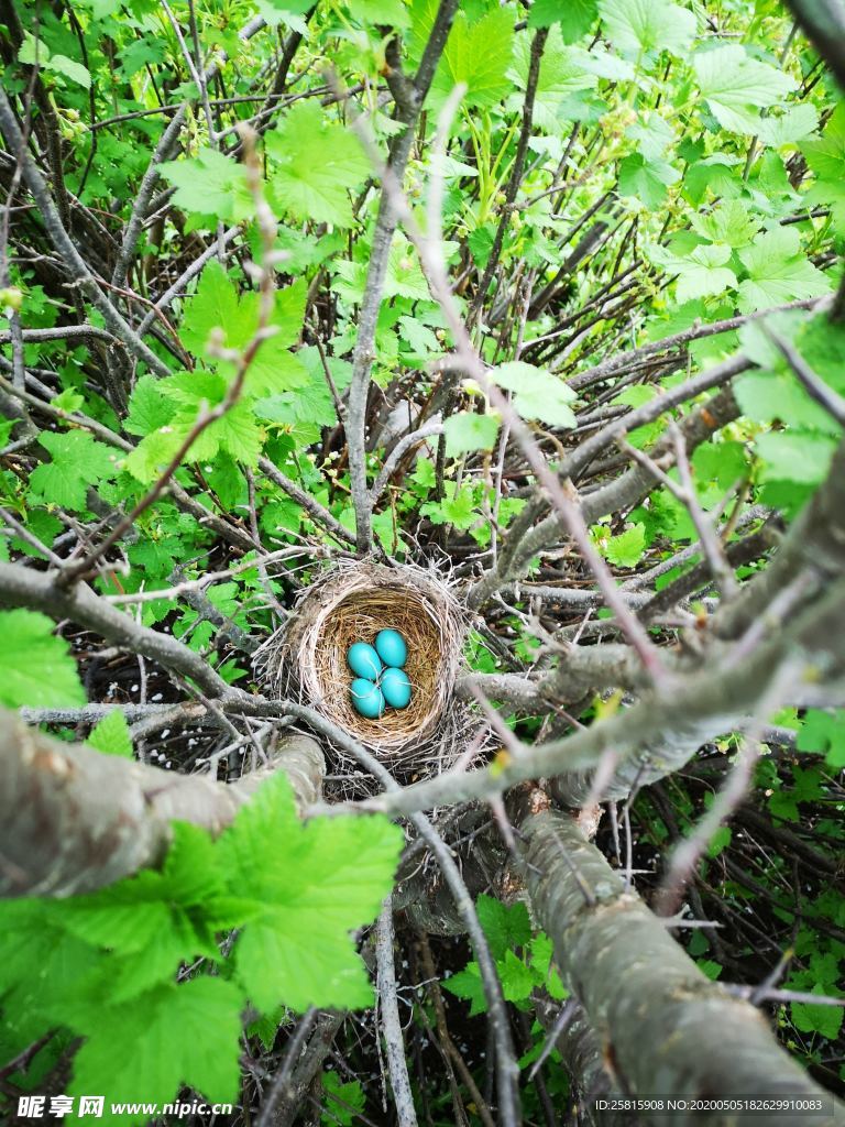 鸟巢鸟窝鸟蛋图片